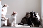six featured cats